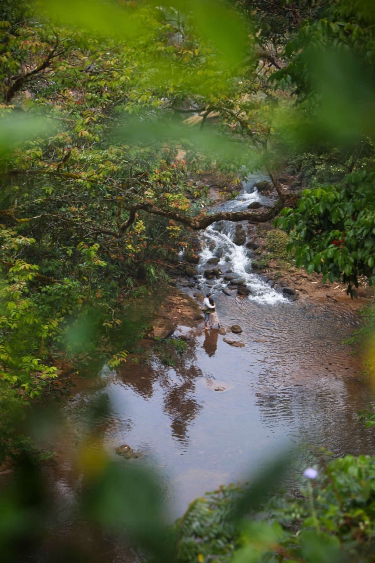 Guests crossing a jungle stream in Kerala