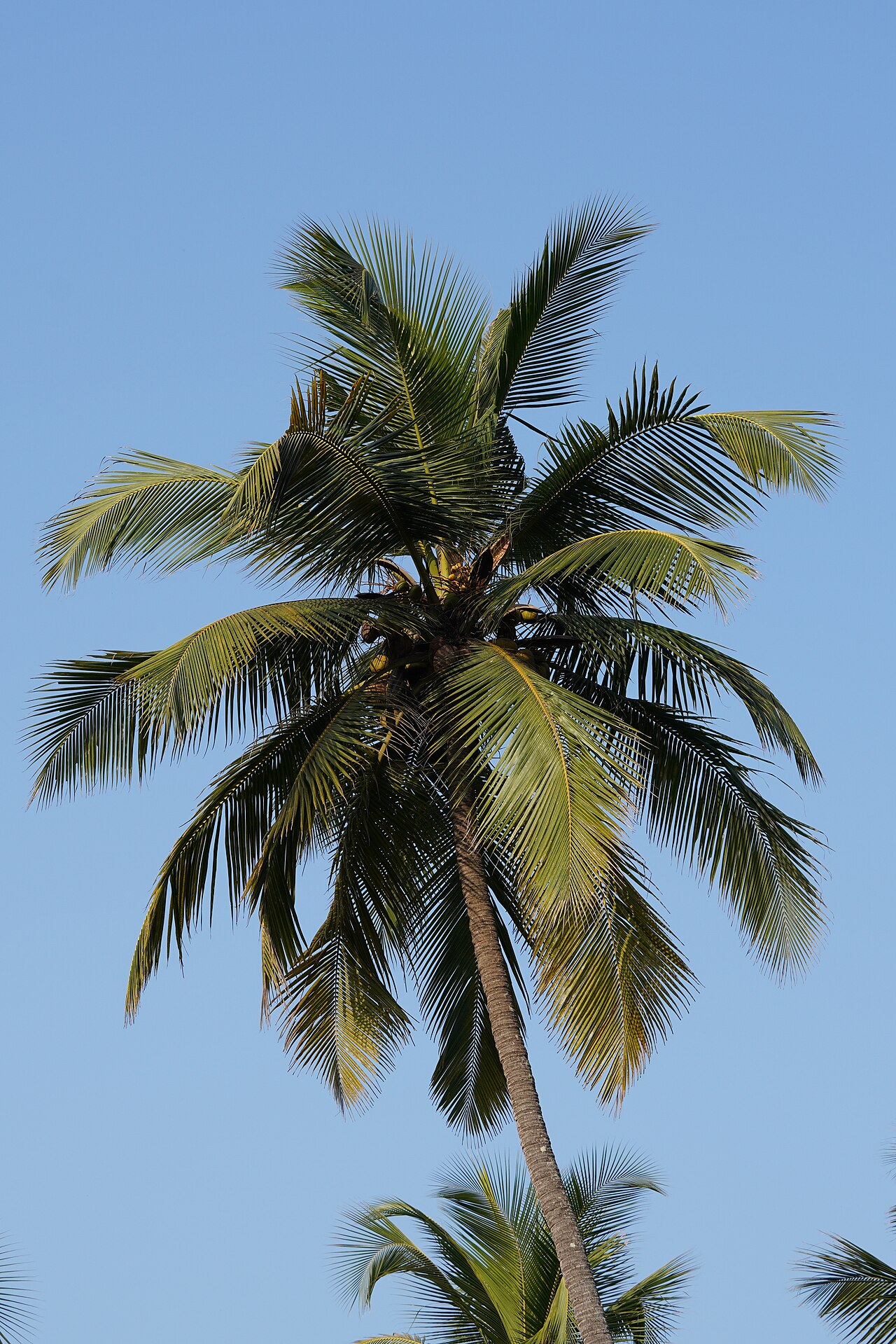 A Goa beach